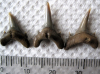 Three Sharks teeth from Eocene of Walton on the Naze  