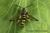 Synanthedon vespiformis Yellow-legged Clearwing 2 Copyright: Graham Ekins