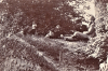 Ambresbury Banks Section 1881 Photograph Detail
