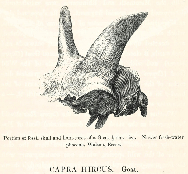 Goat skull and horn cores Capra hircus Copyright: William George