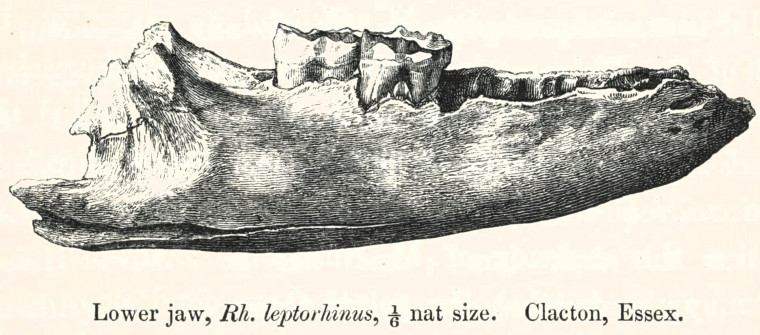 Rhinoceros leptorhinus  lower jaw Pleistocene Clacton 1845 image Copyright: William George