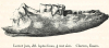 Rhinoceros leptorhinus  lower jaw Pleistocene Clacton 1845 image 