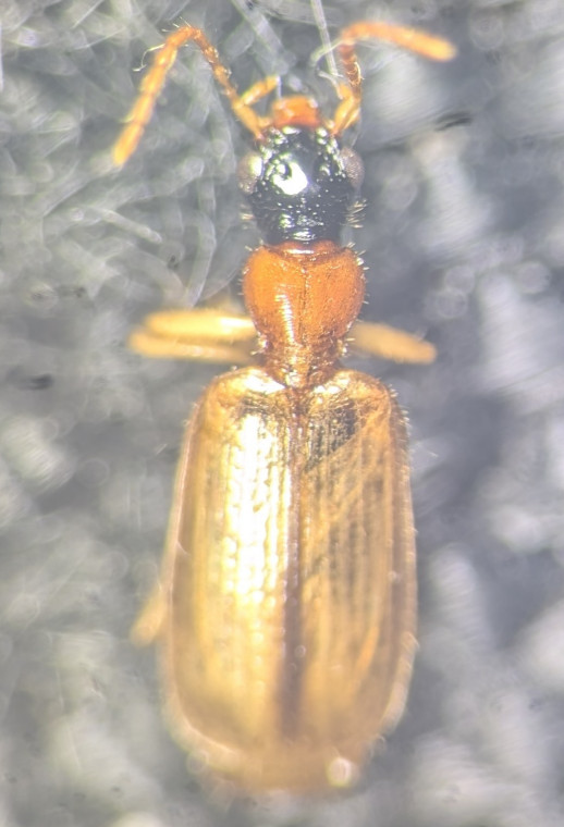 Demetrias atricapillus Copyright: Robert Smith