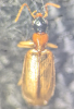 Demetrias atricapillus 