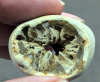 Siphonia sp sponge in rolled flint beach pebble