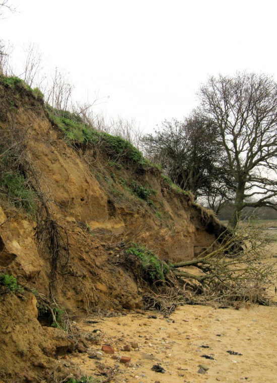 Pleistocene Brickearth Cliff Wrabness Essex 210000 years old Copyright: William George