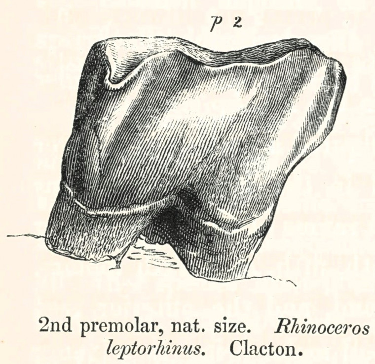 Rhinoceros leptorhinus  2nd premolar Clacton 1845 image Copyright: William George