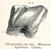 Rhinoceros leptorhinus  2nd premolar Clacton 1845 image 