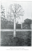 Stondon Massey Whipping Post Irons Photograph