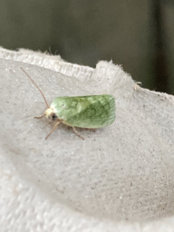 Egyptian Bollworm Copyright: Maura Deegan