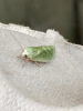 Egyptian Bollworm