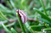 Rosemary Beetle larva Copyright: Peter Pearson
