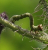 caterpillar on Marsh Thistle Copyright: Robert Smith