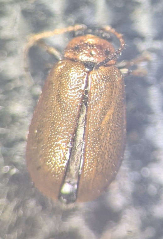 Lochmaea suturalis top Copyright: Robert Smith