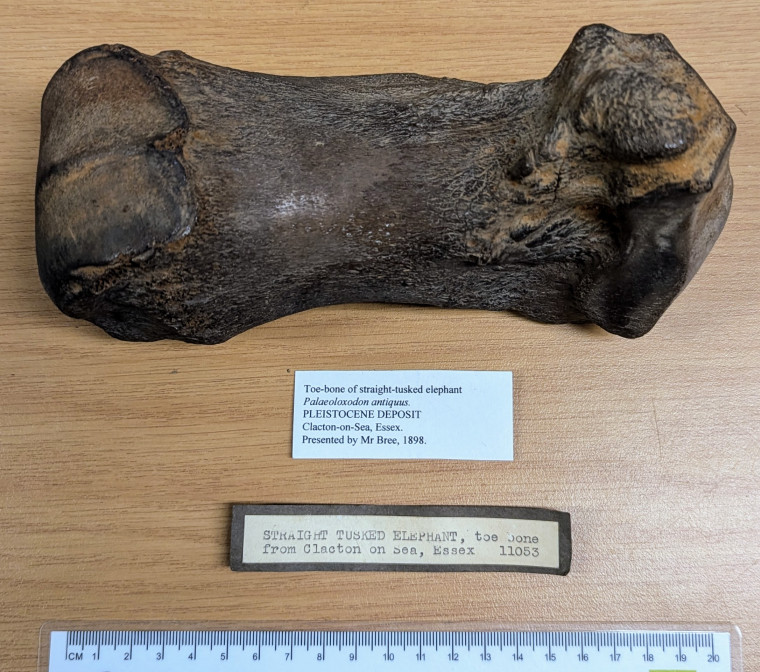 straight-tusked elephant (Palaeoloxodon antiquus) toe bone 2 Copyright: Mr Bree 1898