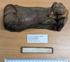 straight-tusked elephant (Palaeoloxodon antiquus) toe bone 2