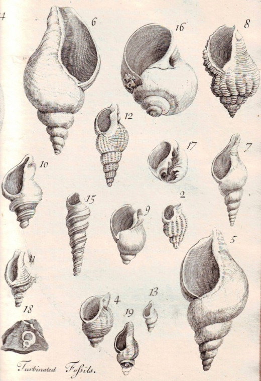 Harwich fossil gastropods from Red Crag and London Clay Dale Copyright: William George