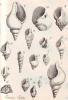 Harwich fossil gastropods from Red Crag and London Clay Dale