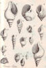 Harwich fossil gastropods from Red Crag and London Clay Dale 