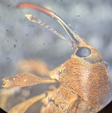 C glandium antennae Copyright: Robert Smith