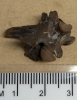 Palaeophis toliapicus fossil snake vertebra 