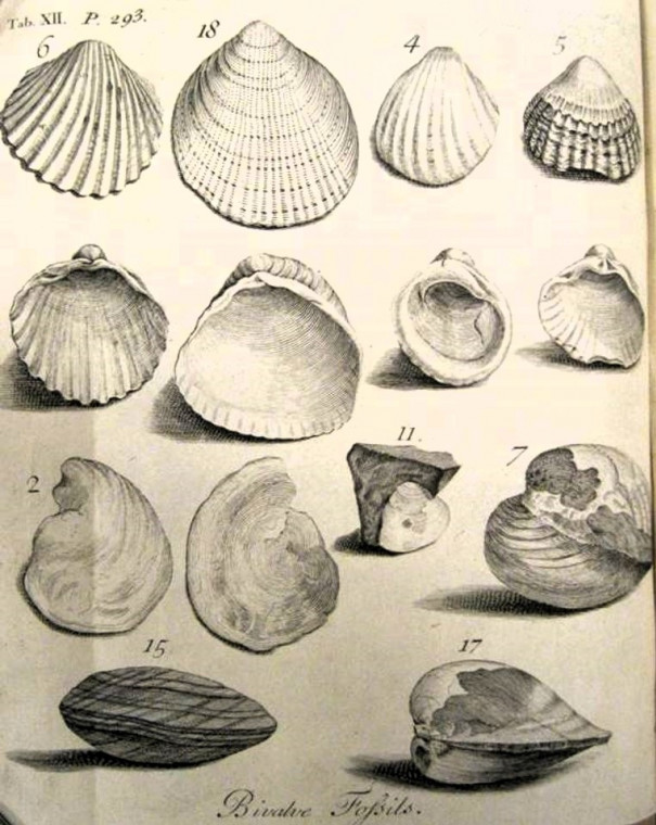 Harwich fossil bivalves from Red Crag and London Clay Dale 1730 Copyright: William George