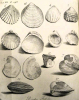 Harwich fossil bivalves from Red Crag and London Clay Dale 1730