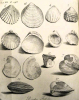 Harwich fossil bivalves from Red Crag and London Clay Dale 1730 