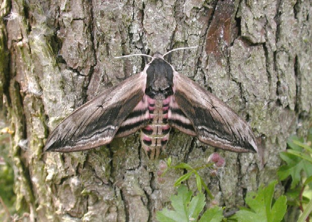 Privet Hawk Moth Copyright: Malcolm Riuddler