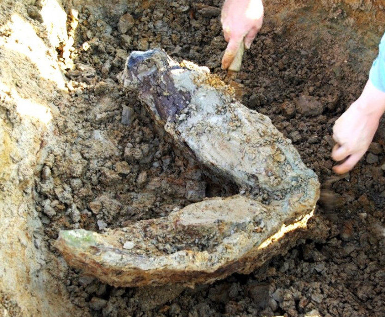 Excavating Mammoth Mandible Wrabness detail Copyright: William George