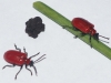 Lily Beetle adult 