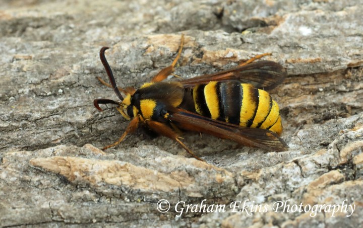 Sesia apiformis  Hornet Moth Copyright: Graham Ekins