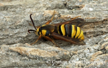 Sesia apiformis  Hornet Moth Copyright: Graham Ekins