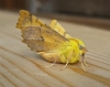 Canary Shouldered Thorn Copyright: Stephen Rolls