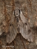 Pine Hawk-moth Copyright: Graham Ekins