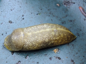 Yellow Slug 2 Copyright: Peter Pearson