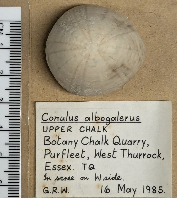 Conulus albogalerus fossil sea urchin top view Copyright: William George