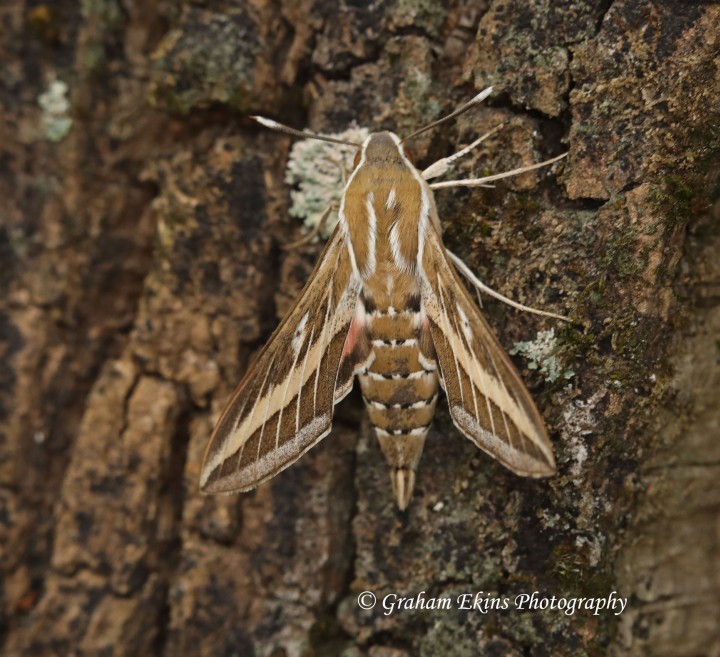 Striped hawk-moth  Hyles livornica 2 Copyright: Graham Ekins