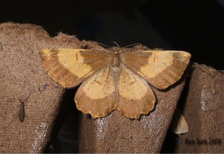 Orange Moth F. corylaria Copyright: Ben Sale