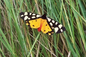 Cream Spot Tiger Moth Copyright: Graham Smith