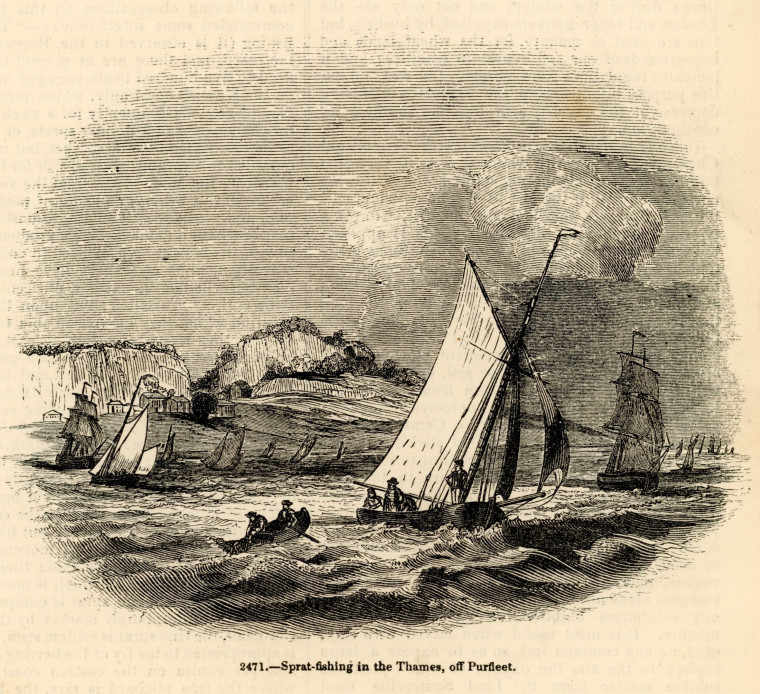 Purfleet Sprat fishing in the Thames woodcut Chalk Cliffs Copyright: Press Cutting