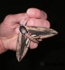 Privet Hawk-moth 4 Copyright: Ben Sale