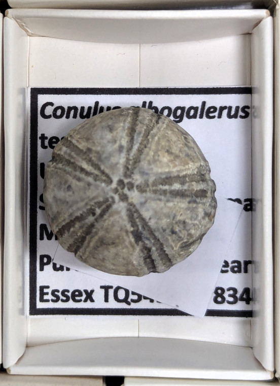 Conulus echinoid preserved in flint Copyright: William George