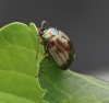 Chrysolina americana  (Rosemary Beetle) Copyright: Graham Ekins