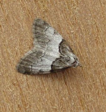 Short Cloaked Moth. Copyright: Stephen Rolls
