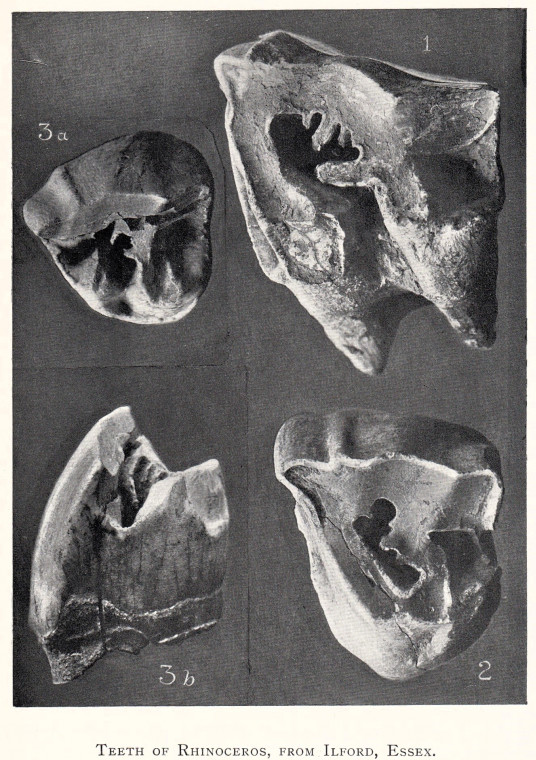 Fossil Rhinoceros teeth from Ilford Copyright: William George