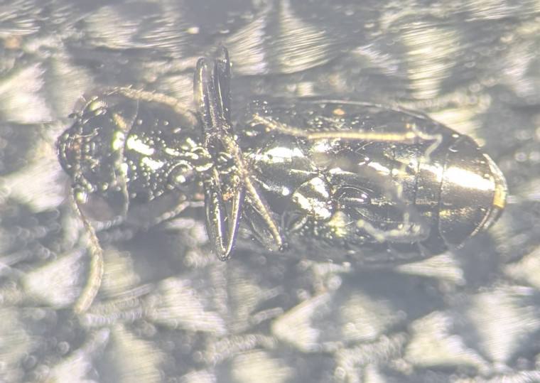 Notiophilus aquaticus black legs Copyright: Robert Smith