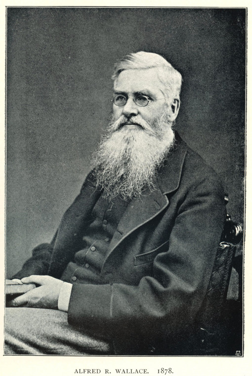 Alfred Russel Wallace 1823 to 1913 Naturalist 1878 Copyright: Photograph