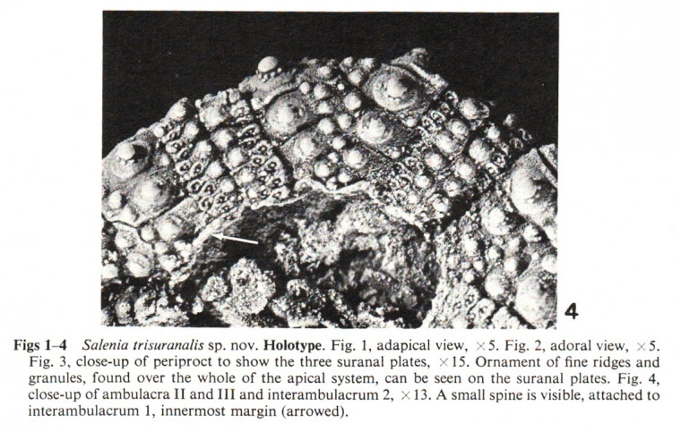 Salenia trisuranalis sea urchin test bottom view Walton on Naze Copyright: William George
