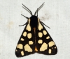 Cream-spot Tiger Moth 2 Copyright: Ben Sale